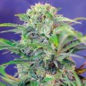 Семена марихуаны Auto Mandarine feminised Ganja Seeds