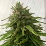 Семена Auto Mandarine feminised Ganja Seeds недорого