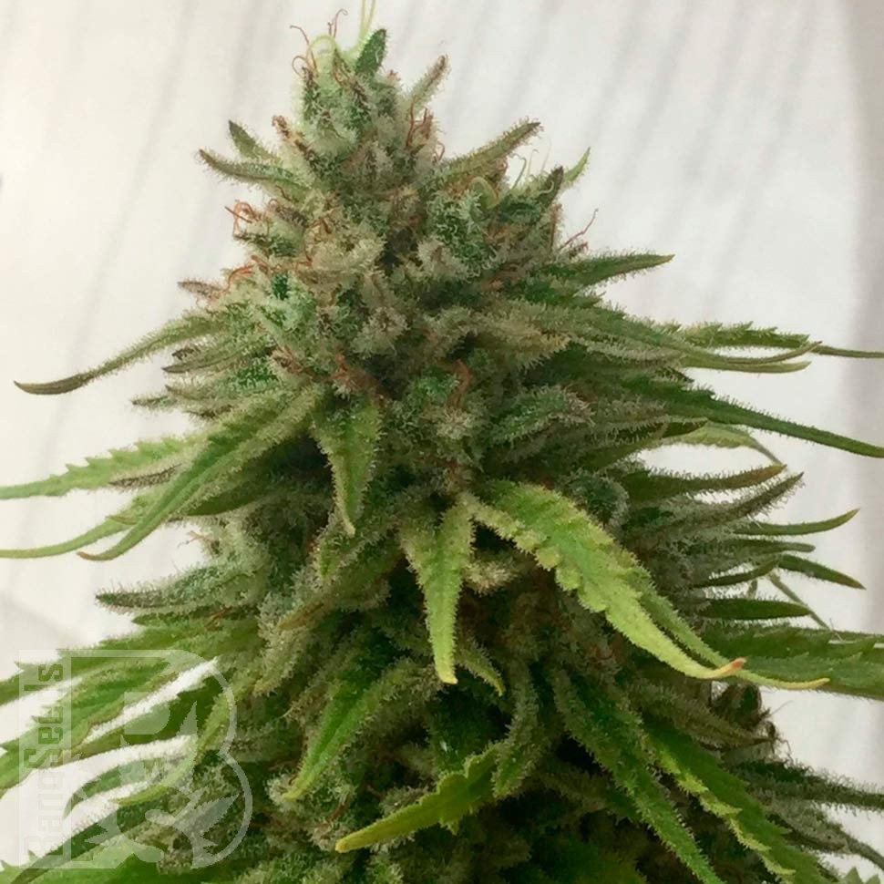 Семена Auto Mandarine feminised Ganja Seeds недорого