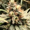 Купить семена Auto Mandarine feminised Ganja Seeds