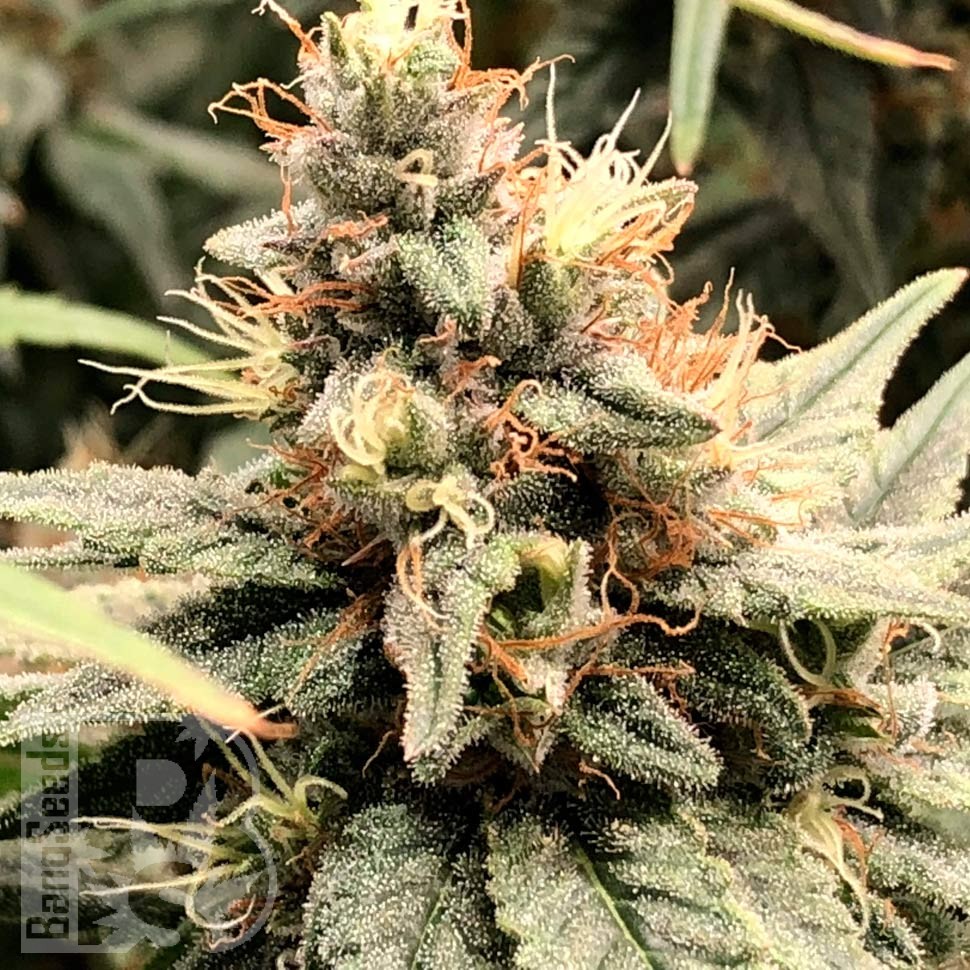 Купить семена Auto Mandarine feminised Ganja Seeds