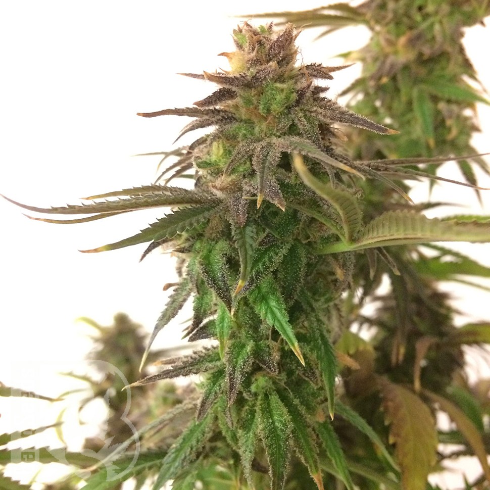 Заказать семена Auto Mandarine feminised Ganja Seeds