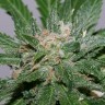 Grapefruit Alpha Dog feminised Ganja Seeds