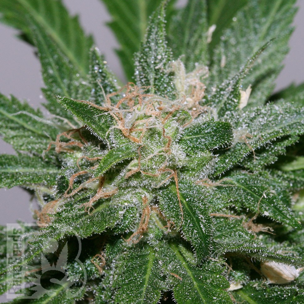 Grapefruit Alpha Dog feminised Ganja Seeds