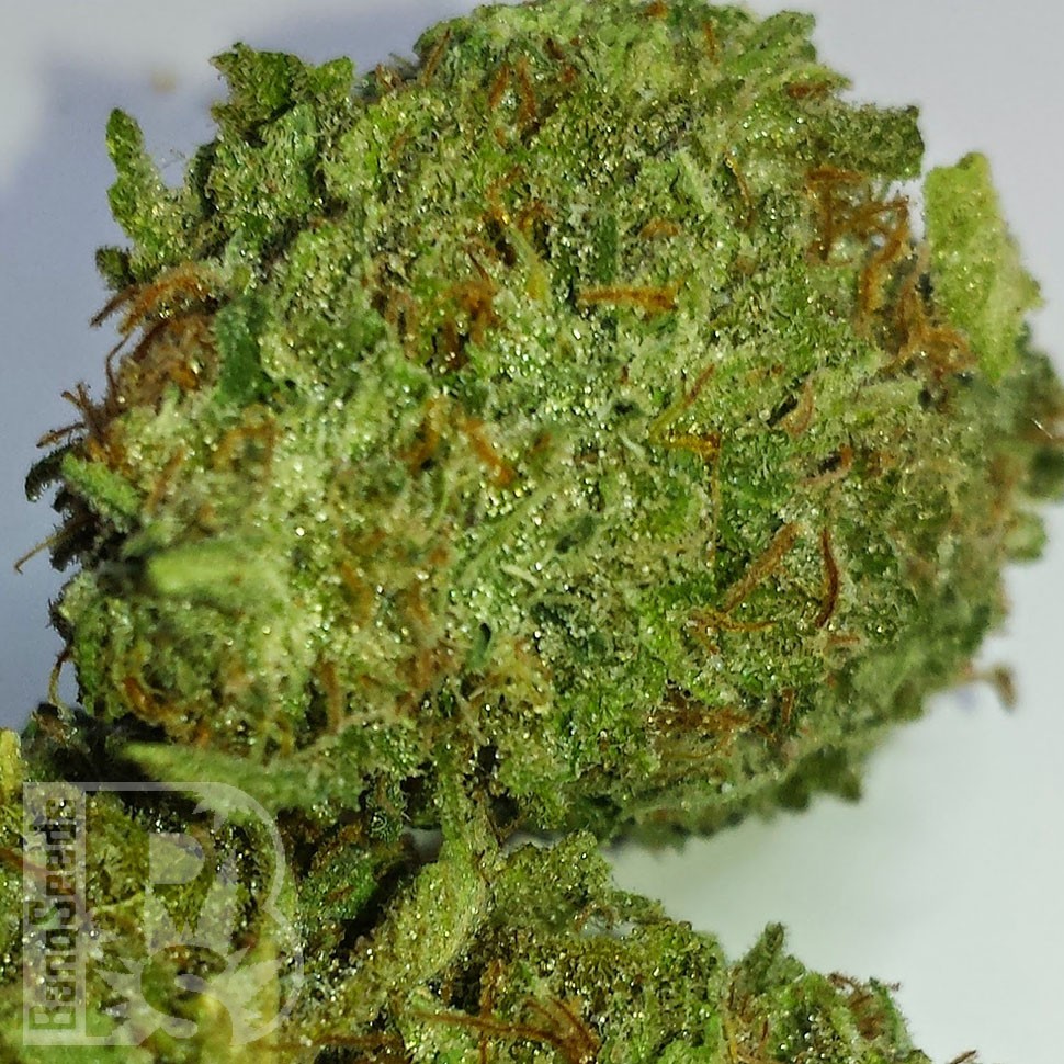 Grapefruit Alpha Dog feminised Ganja Seeds