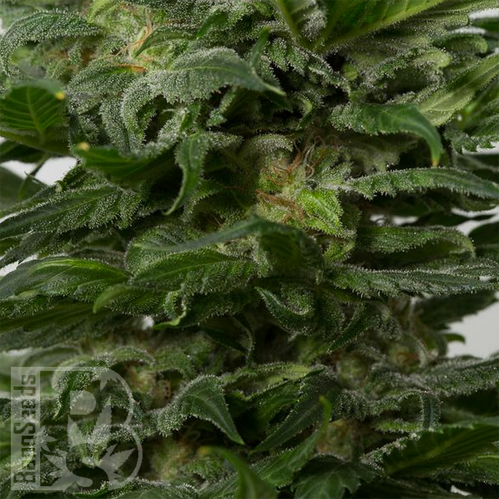 Grapefruit Alpha Dog feminised Ganja Seeds