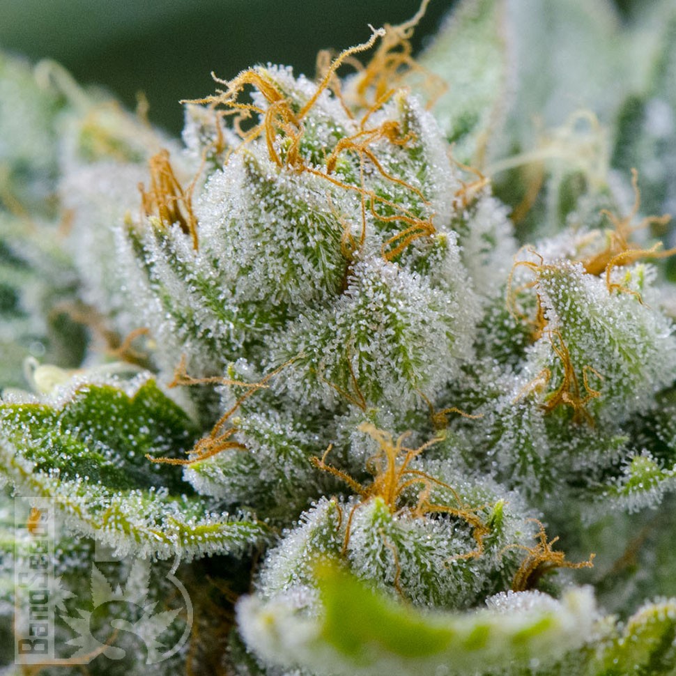 Grapefruit Alpha Dog feminised Ganja Seeds