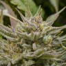 Grapefruit Alpha Dog feminised Ganja Seeds