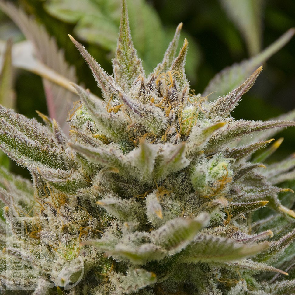 Grapefruit Alpha Dog feminised Ganja Seeds