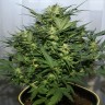 Grapefruit Alpha Dog feminised Ganja Seeds