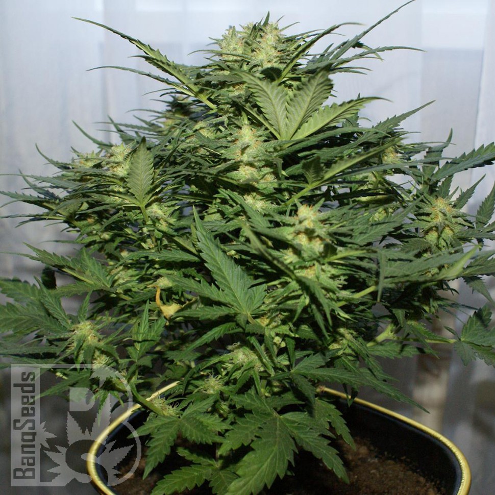 Grapefruit Alpha Dog feminised Ganja Seeds