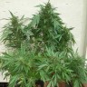 Grapefruit Alpha Dog feminised Ganja Seeds