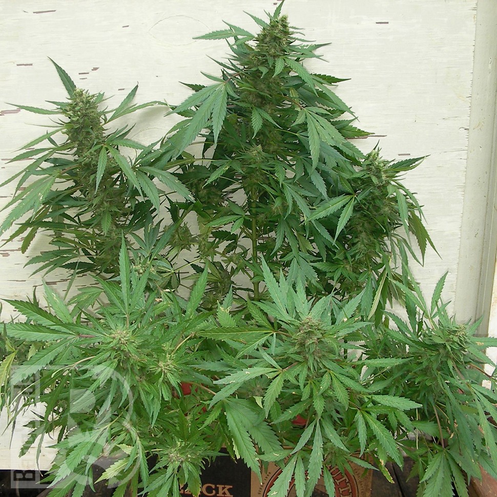 Grapefruit Alpha Dog feminised Ganja Seeds