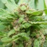 Grapefruit Alpha Dog feminised Ganja Seeds