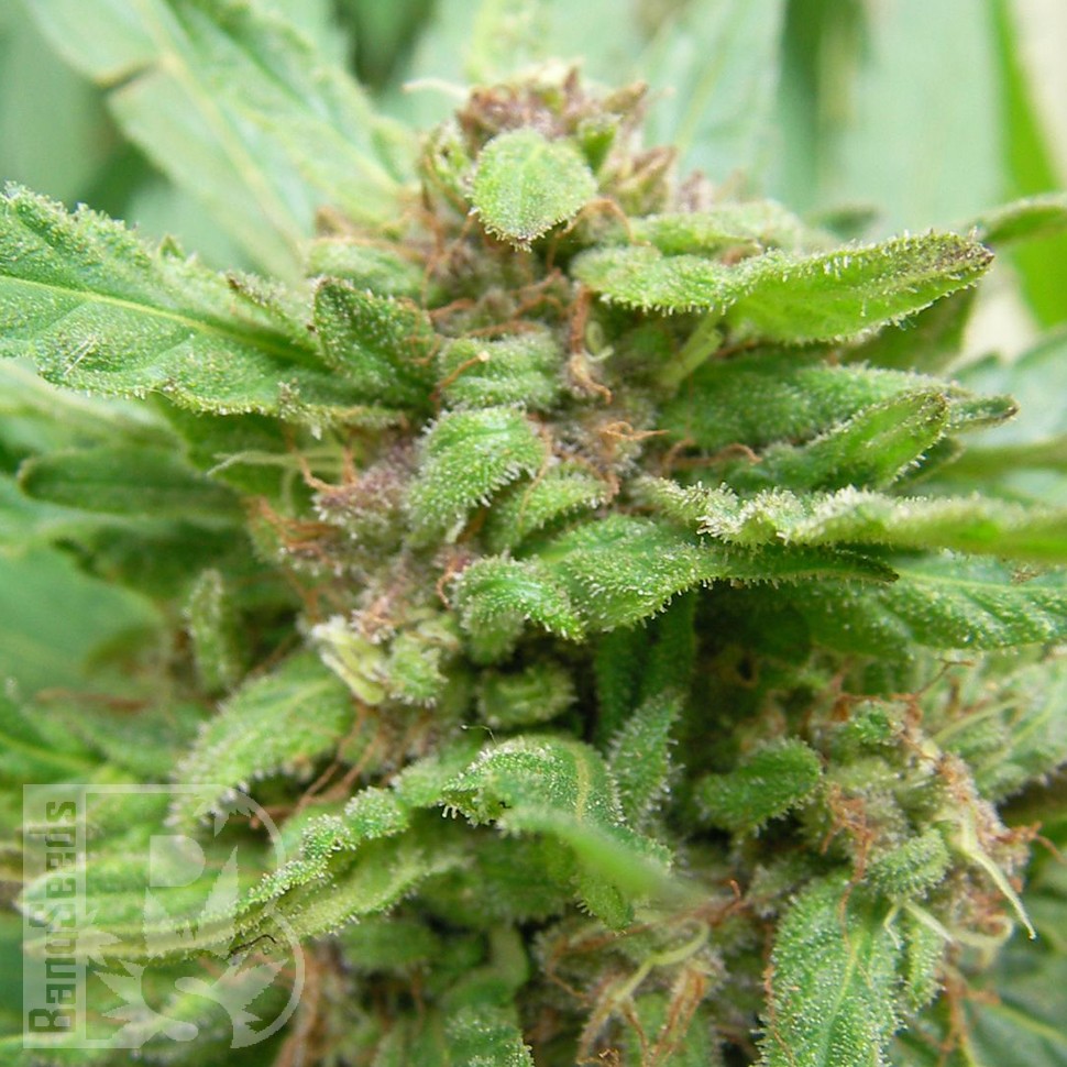 Grapefruit Alpha Dog feminised Ganja Seeds