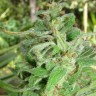 Grapefruit Alpha Dog feminised Ganja Seeds