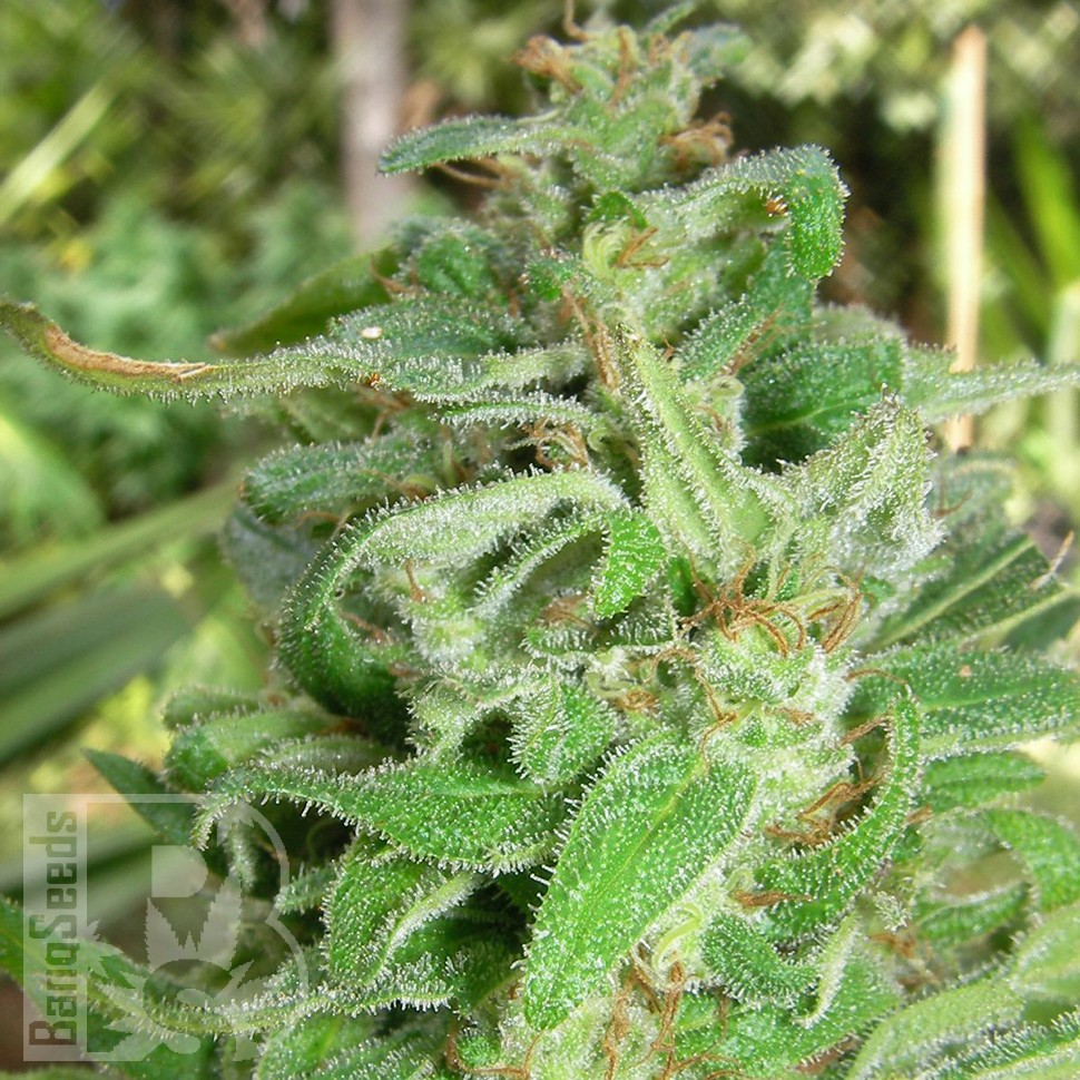 Grapefruit Alpha Dog feminised Ganja Seeds