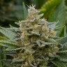 Grapefruit Alpha Dog feminised Ganja Seeds