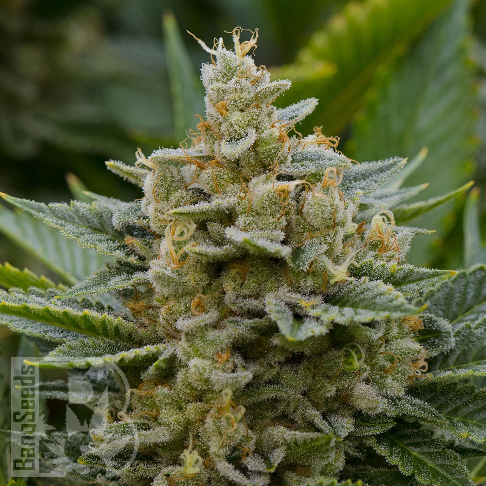 Grapefruit Alpha Dog feminised Ganja Seeds