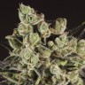 Grapefruit Alpha Dog feminised Ganja Seeds