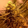 Grapefruit Alpha Dog feminised Ganja Seeds