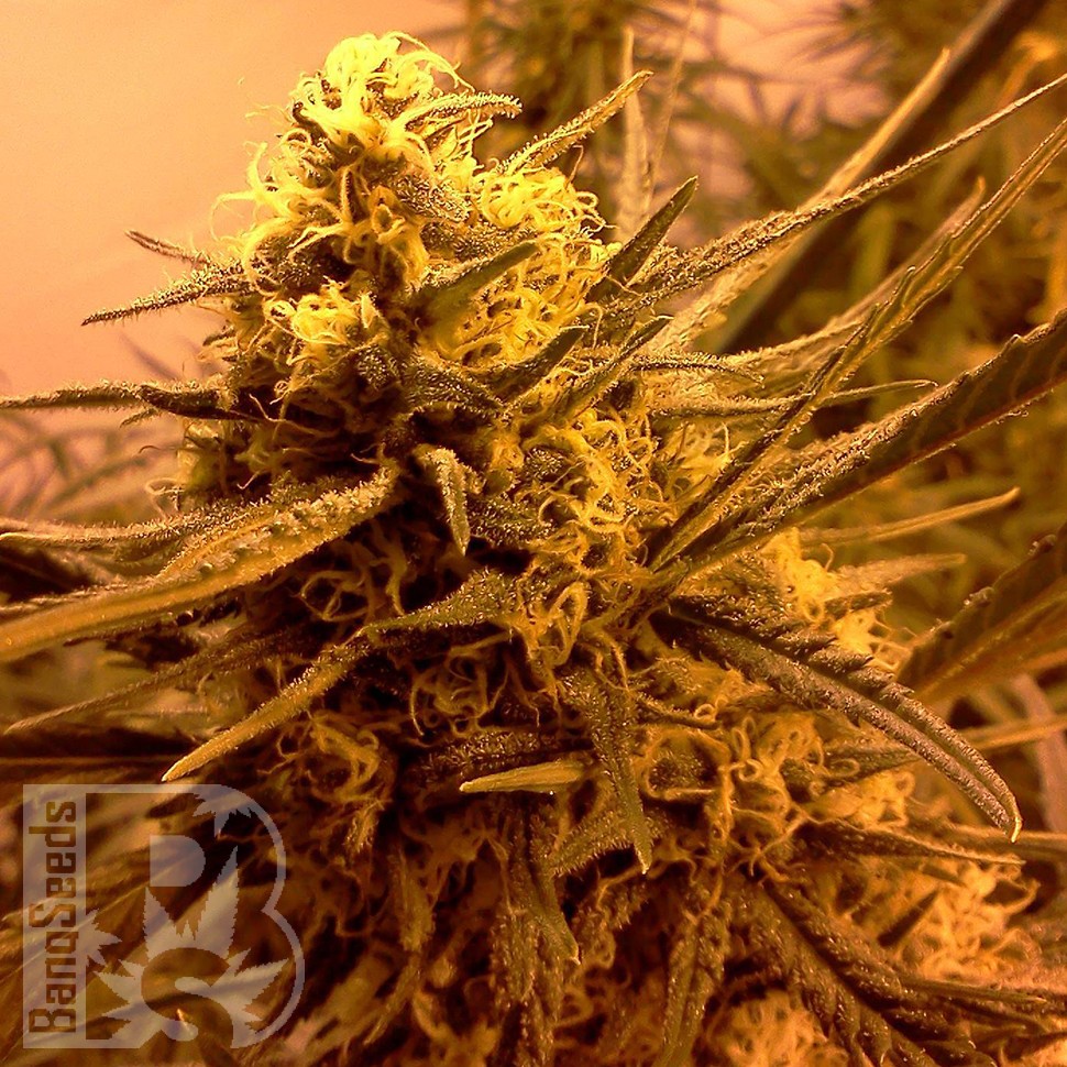 Grapefruit Alpha Dog feminised Ganja Seeds