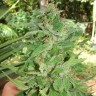 Grapefruit Alpha Dog feminised Ganja Seeds