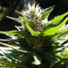 Grapefruit Alpha Dog feminised Ganja Seeds