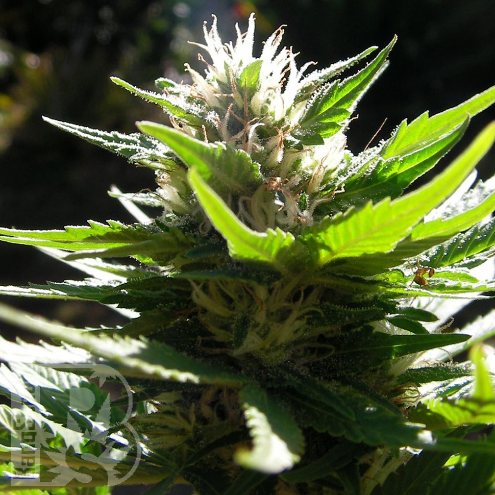 Grapefruit Alpha Dog feminised Ganja Seeds