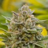 Grapefruit Alpha Dog feminised Ganja Seeds