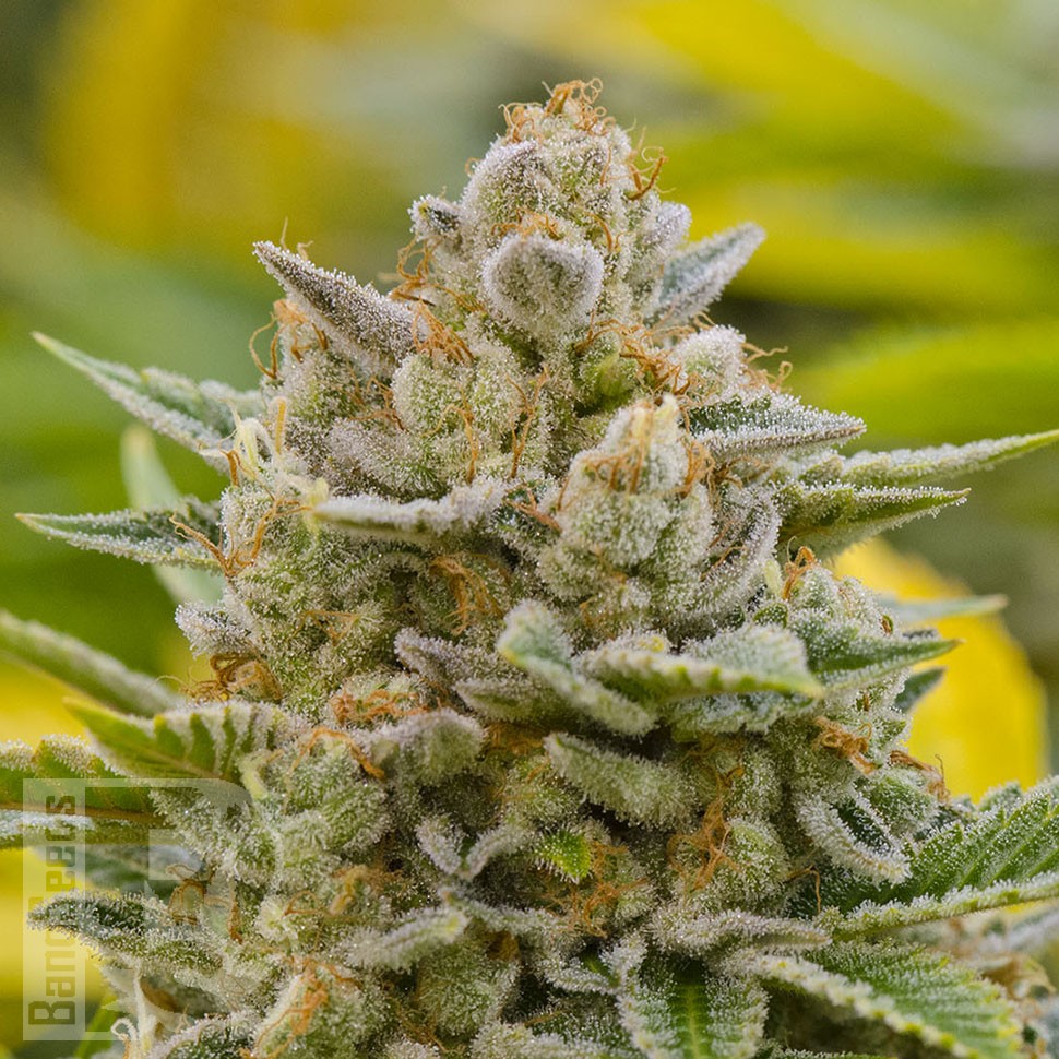 Grapefruit Alpha Dog feminised Ganja Seeds