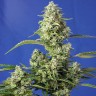 заказать семена конопли Auto Gorilla Girl XL feminised Ganja Seeds