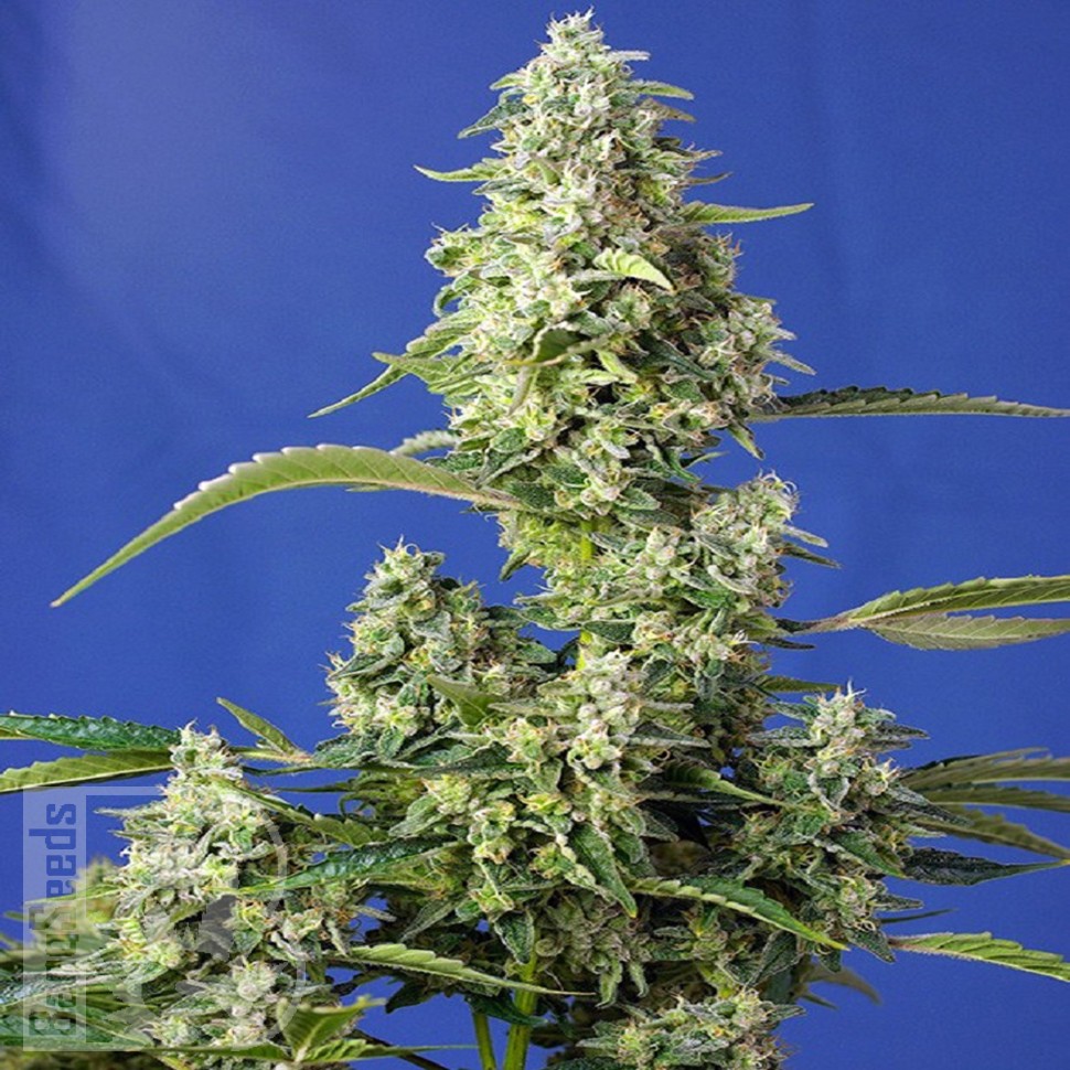 Семена каннабиса  Auto Gorilla Girl XL feminised Ganja Seeds