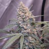 семена конопли наложенным Auto Gorilla Girl XL feminised Ganja Seeds