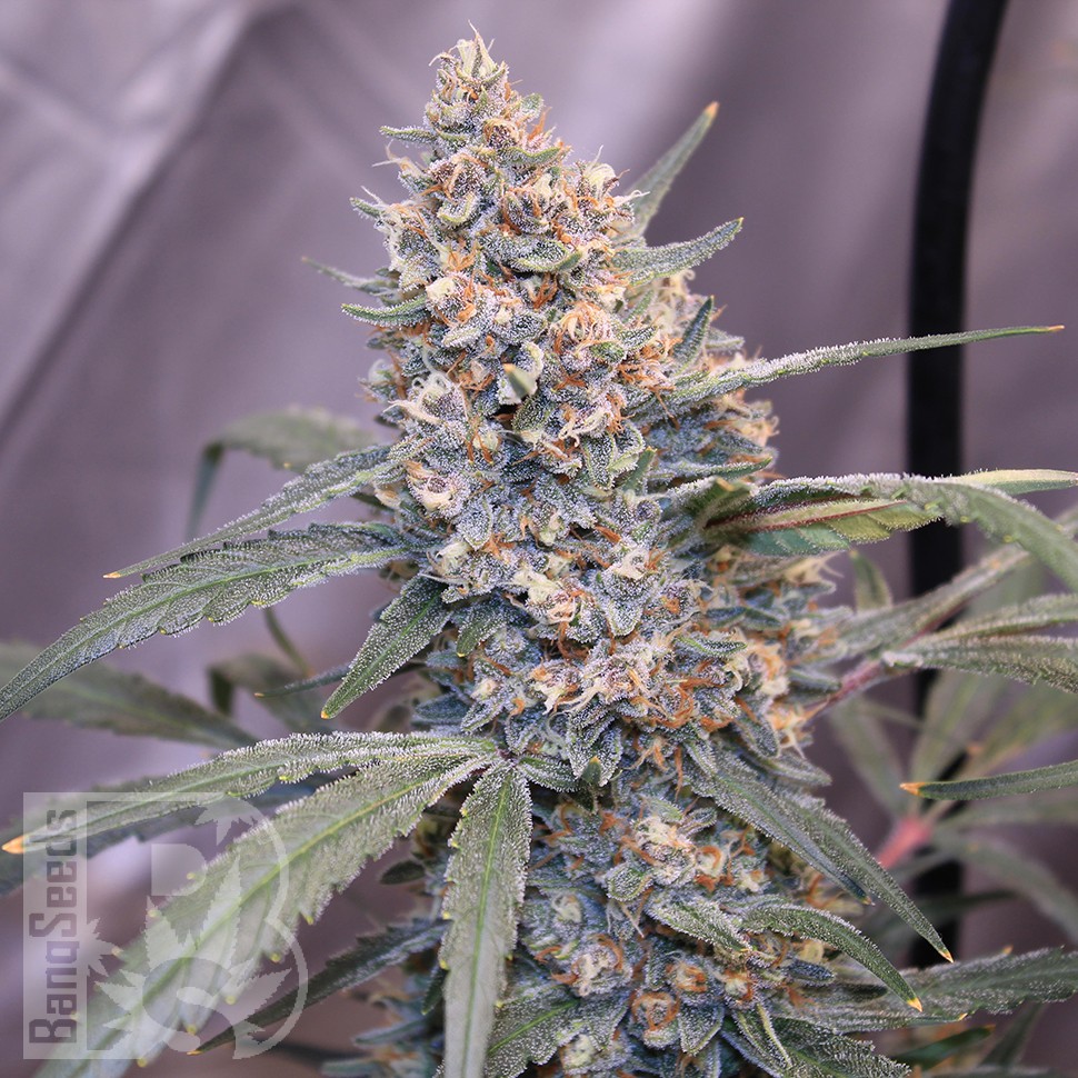 семена конопли наложенным Auto Gorilla Girl XL feminised Ganja Seeds