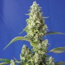 сайт семян конопли Auto Gorilla Girl XL feminised Ganja Seeds