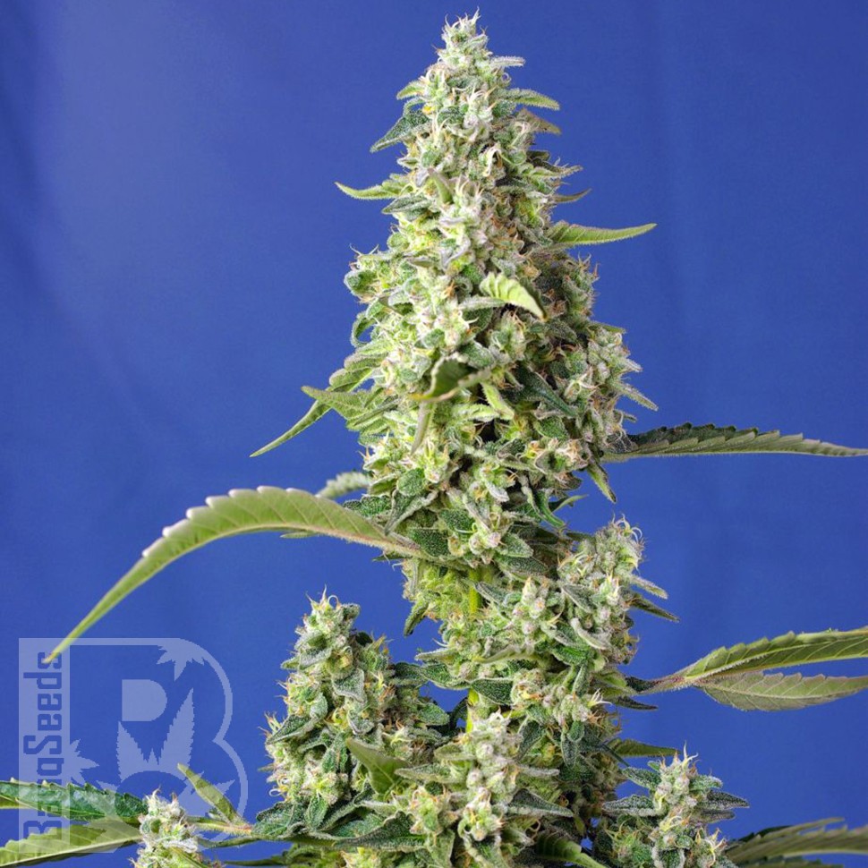 сайт семян конопли Auto Gorilla Girl XL feminised Ganja Seeds