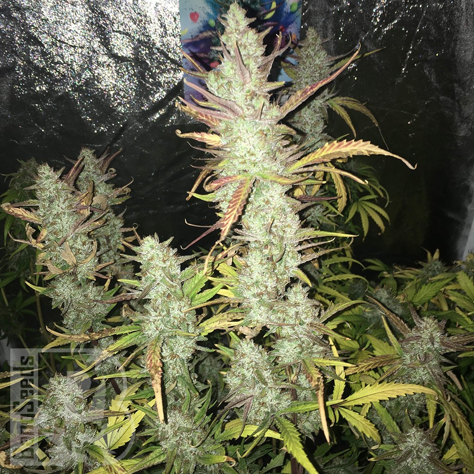 где купить семена конопли Auto Gorilla Girl XL feminised Ganja Seeds