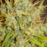 Семена марихуаны  Super Hash feminised Ganja Seeds