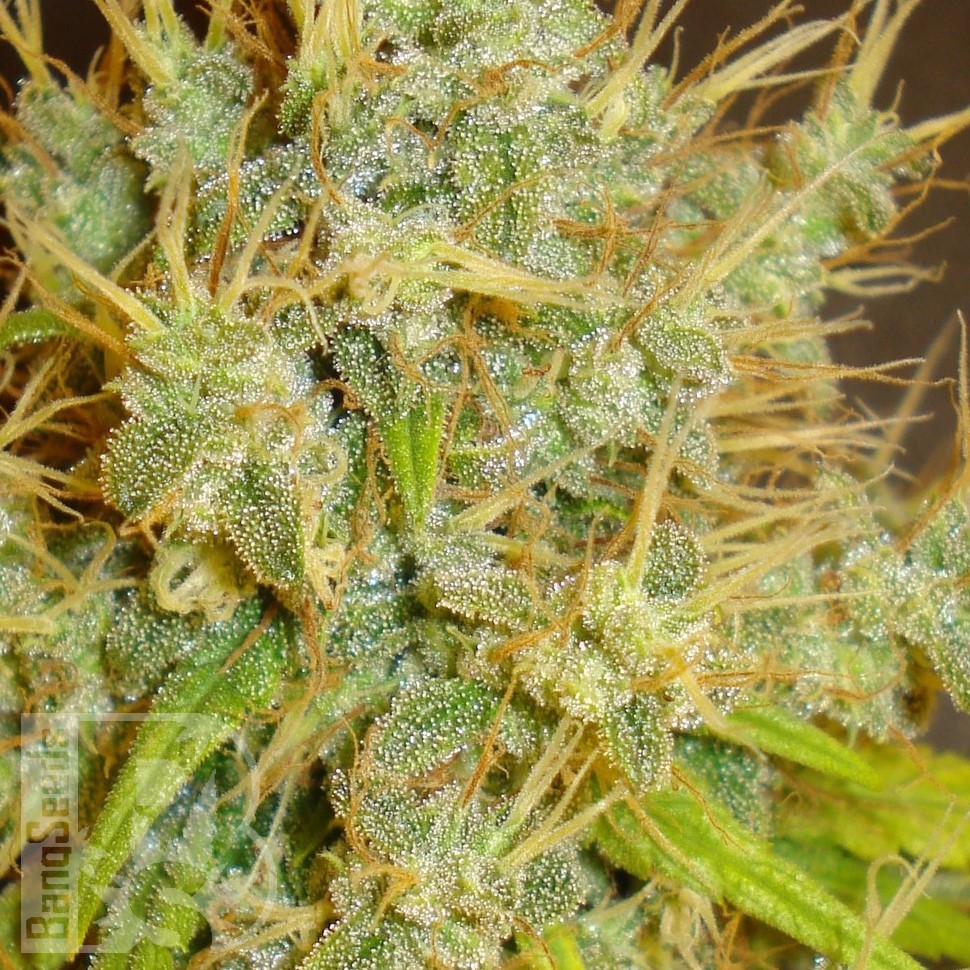 Семена марихуаны  Super Hash feminised Ganja Seeds