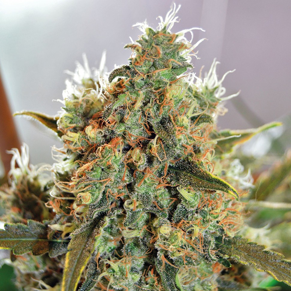 Семена марихуаны  Critical Mass CBD feminised Ganja Seeds