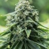 Семена марихуаны  Critical Mass CBD feminised Ganja Seeds