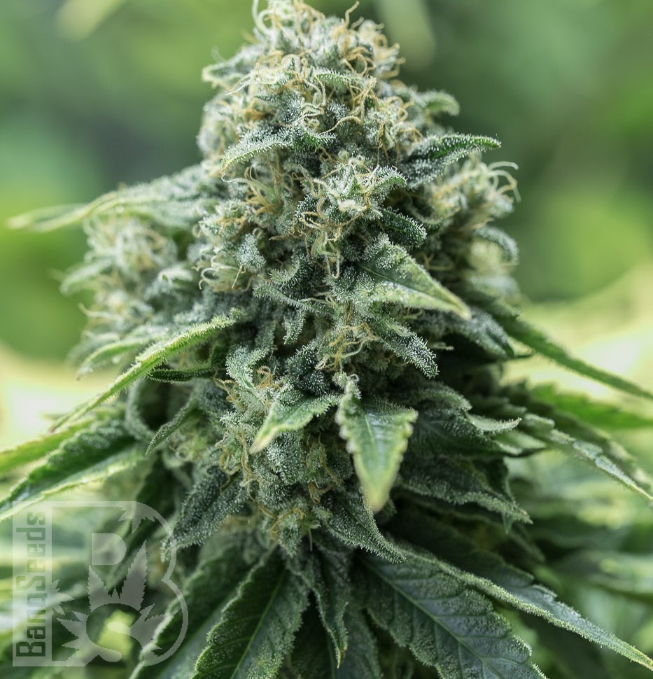 Семена марихуаны  Critical Mass CBD feminised Ganja Seeds