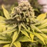 Семена марихуаны  Critical Mass CBD feminised Ganja Seeds