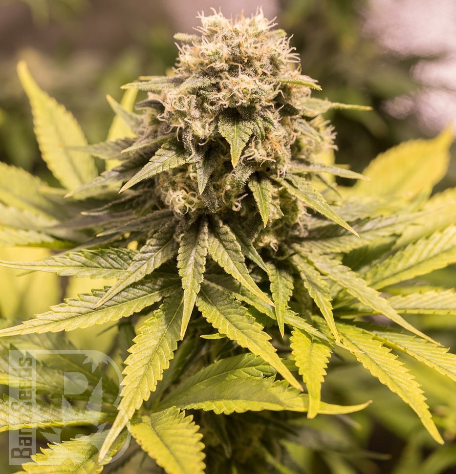 Семена марихуаны  Critical Mass CBD feminised Ganja Seeds