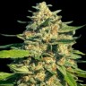 Семена марихуаны  Critical Mass CBD feminised Ganja Seeds