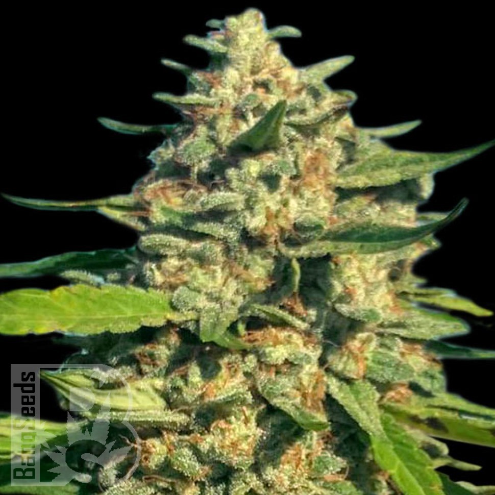 Семена марихуаны  Critical Mass CBD feminised Ganja Seeds