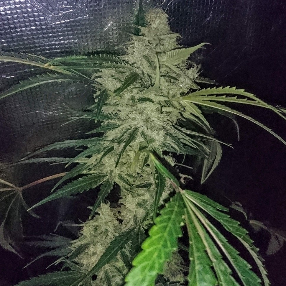 Семена конопли  Auto Emba feminised Bang Seeds