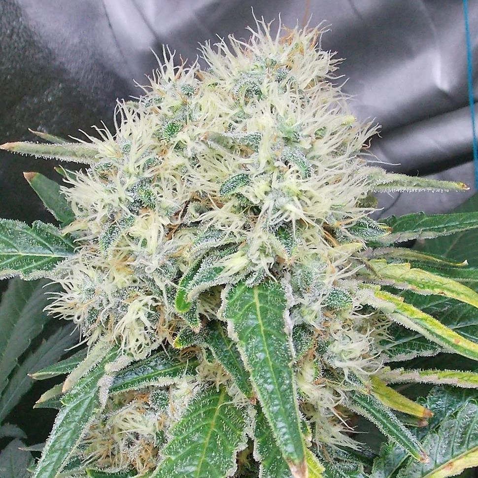 Семена конопли  Talas feminised Bang Seeds