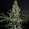 Семена конопли  Talas feminised Bang Seeds